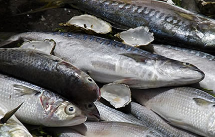 冻鱼进口流程和手续？