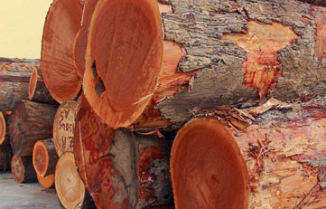 木材进口报关若何申报？木材进口清关当苦衷项？