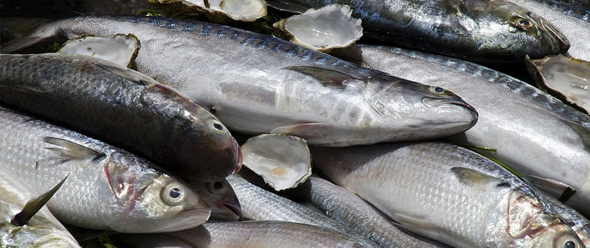 冻鱼进口流程和手续？