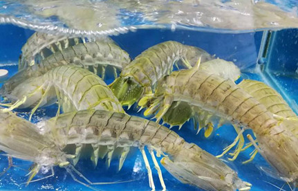 海鲜怎么进口报关？有哪些当苦衷项？